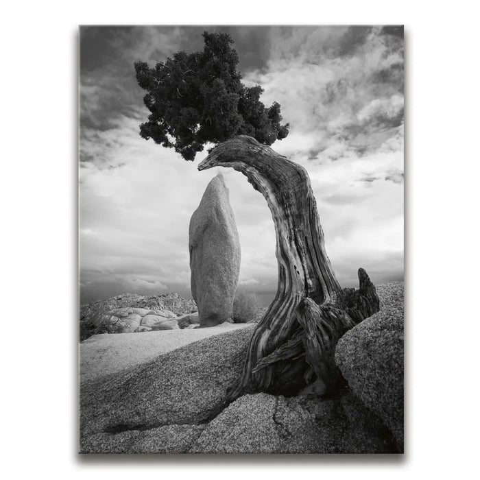 Featured image 1 for Penguin Rock