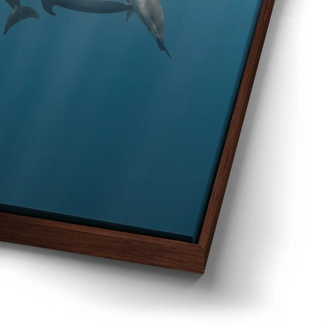 Featured image 15 for Playful Dolphins - La Ventana - Mexico