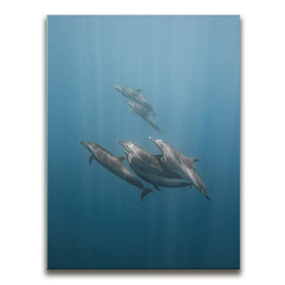 Playful Dolphins - La Ventana - Mexico