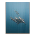 Featured image 1 for Playful Dolphins - La Ventana - Mexico