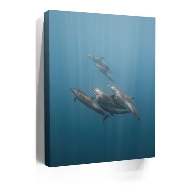 Featured image 3 for Playful Dolphins - La Ventana - Mexico