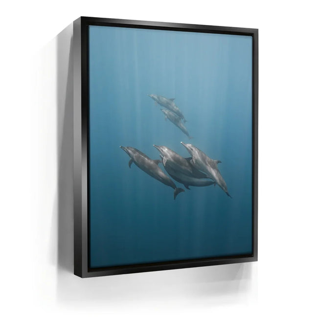 Featured image 6 for Playful Dolphins - La Ventana - Mexico