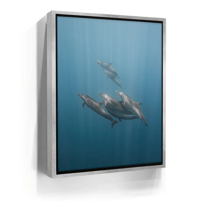 Featured image 9 for Playful Dolphins - La Ventana - Mexico