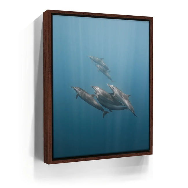 Featured image 11 for Playful Dolphins - La Ventana - Mexico