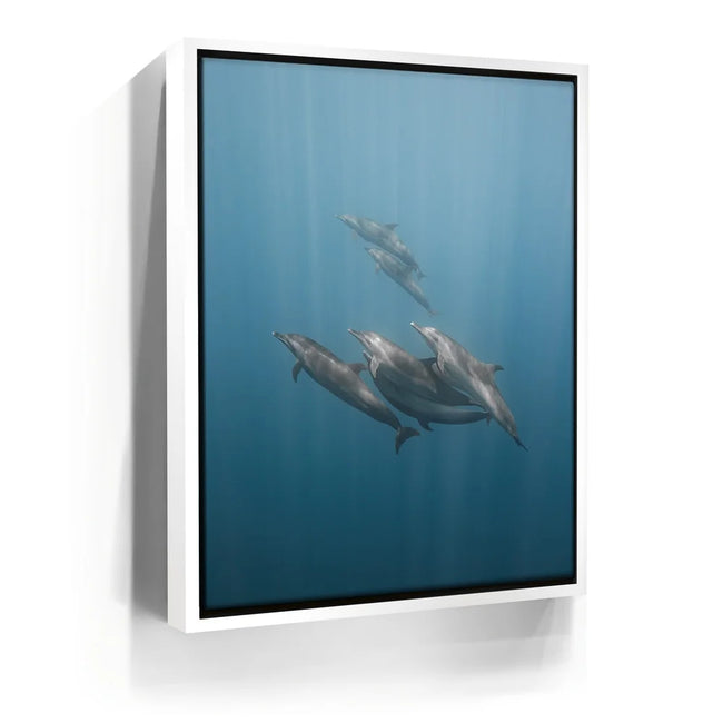 Featured image 7 for Playful Dolphins - La Ventana - Mexico