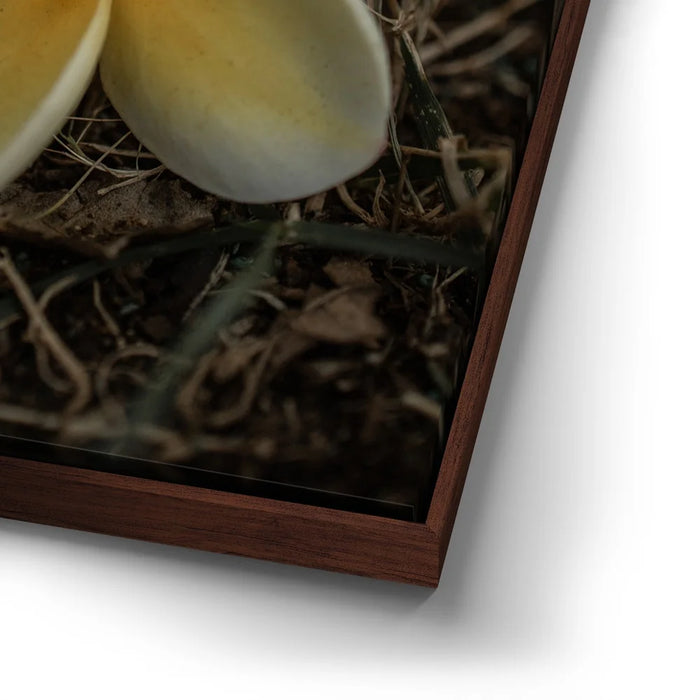 Featured image 14 for Plumeria Falls, Maui