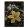 Featured image 1 for Plumeria Falls, Maui
