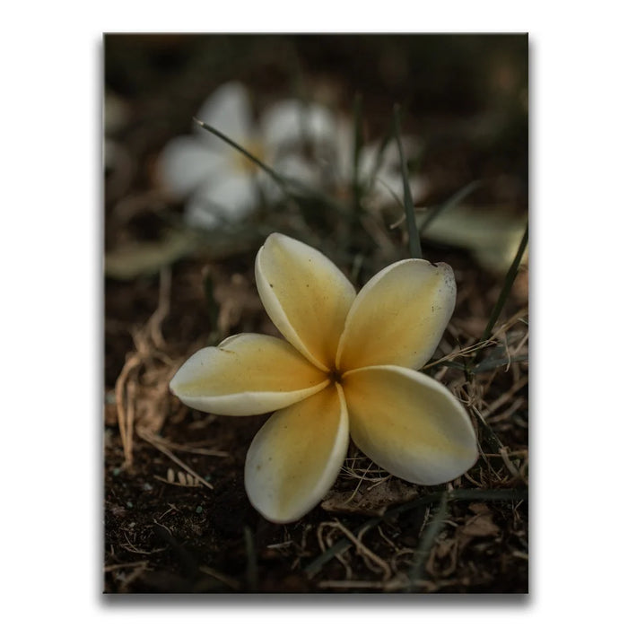 Featured image 1 for Plumeria Falls, Maui
