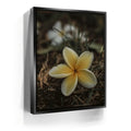 Featured image 5 for Plumeria Falls, Maui