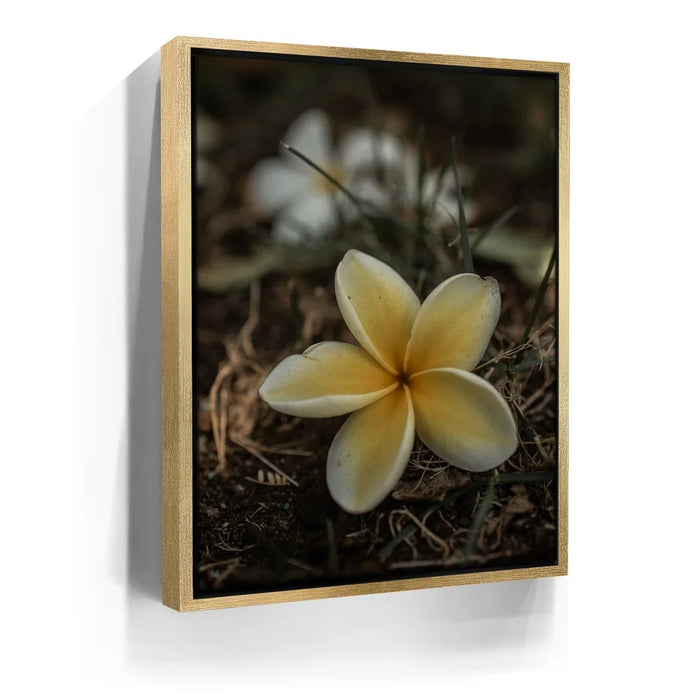 Featured image 7 for Plumeria Falls, Maui