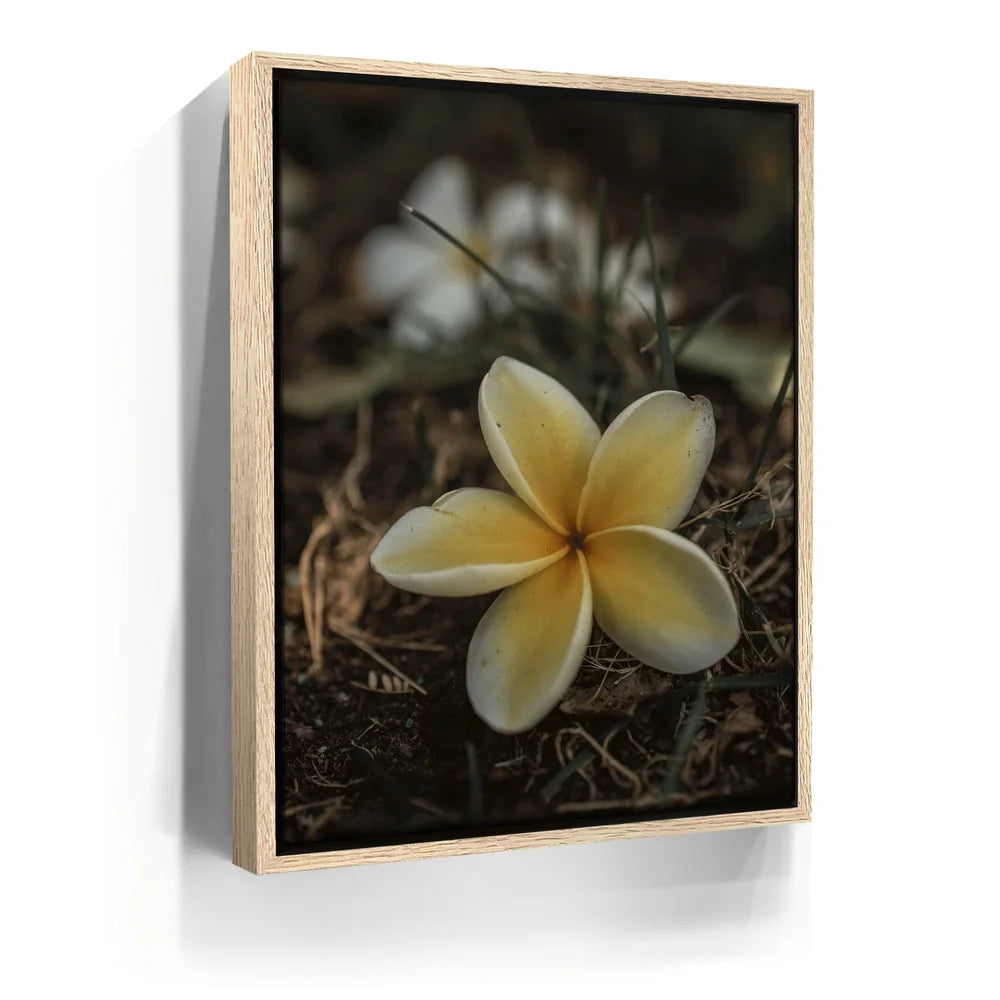 Featured image 9 for Plumeria Falls, Maui
