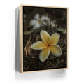 Featured image 9 for Plumeria Falls, Maui