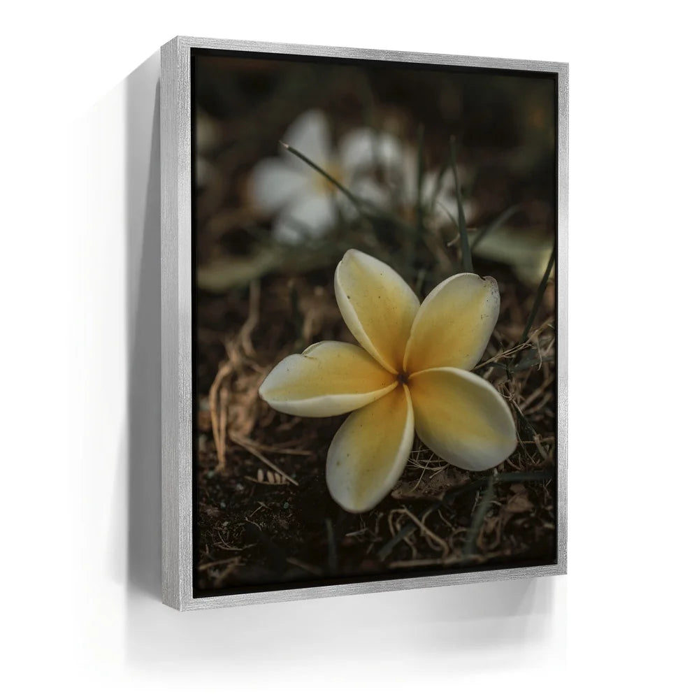 Featured image 8 for Plumeria Falls, Maui