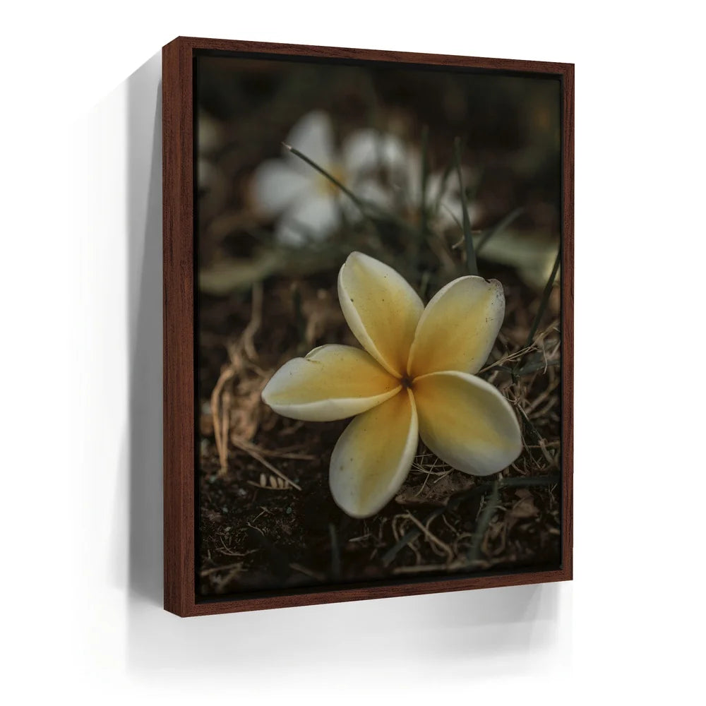 Featured image 10 for Plumeria Falls, Maui