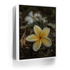 Featured image 6 for Plumeria Falls, Maui