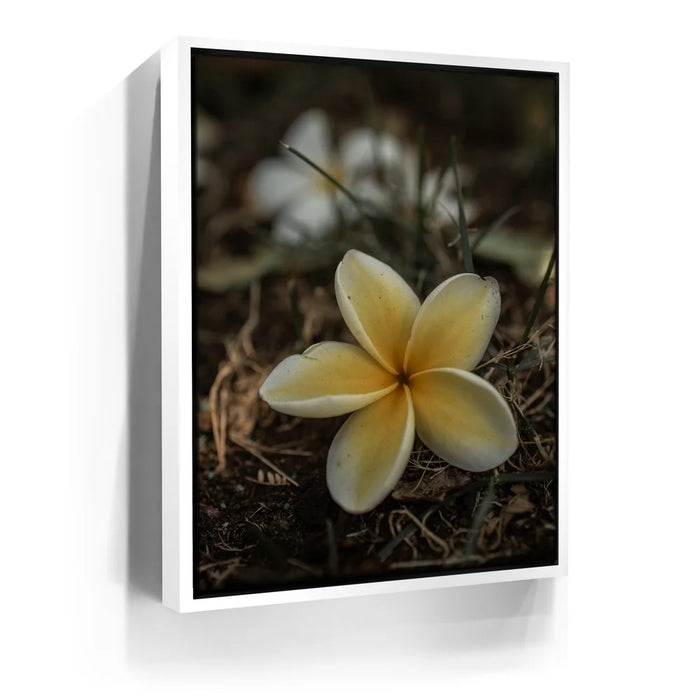 Featured image 6 for Plumeria Falls, Maui