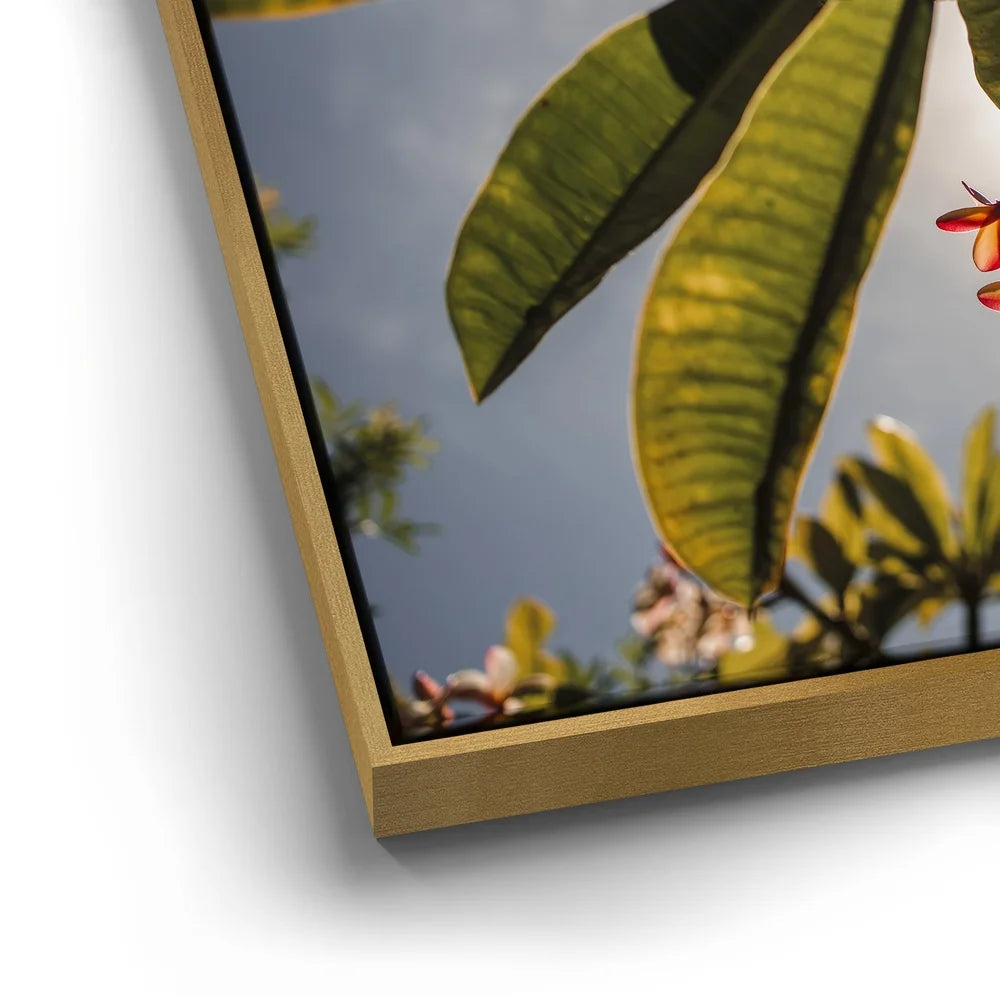 Featured image 12 for Plumeria In The Sky, Maui