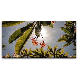 Plumeria In The Sky, Maui