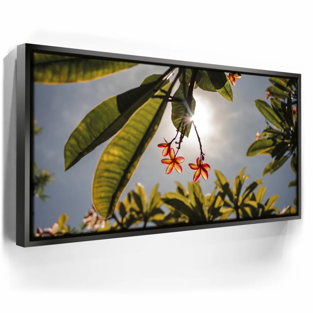 Featured image 5 for Plumeria In The Sky, Maui