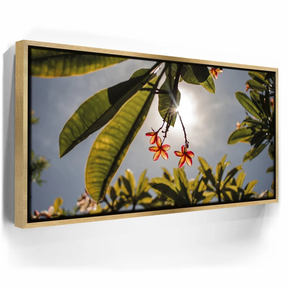 Featured image 7 for Plumeria In The Sky, Maui