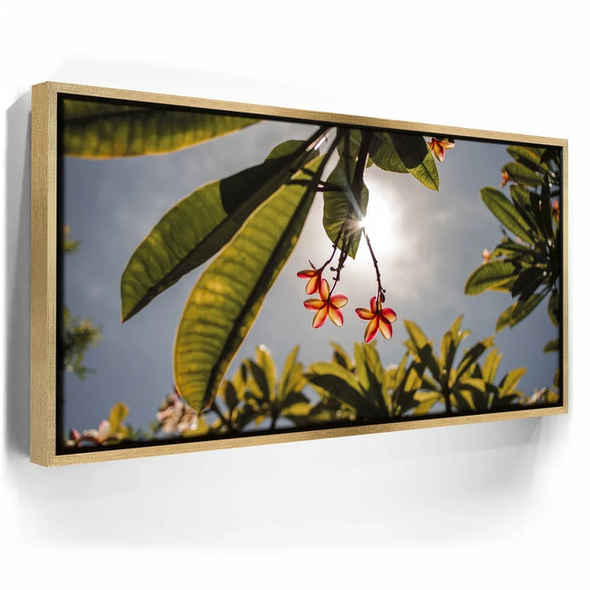 Featured image 7 for Plumeria In The Sky, Maui