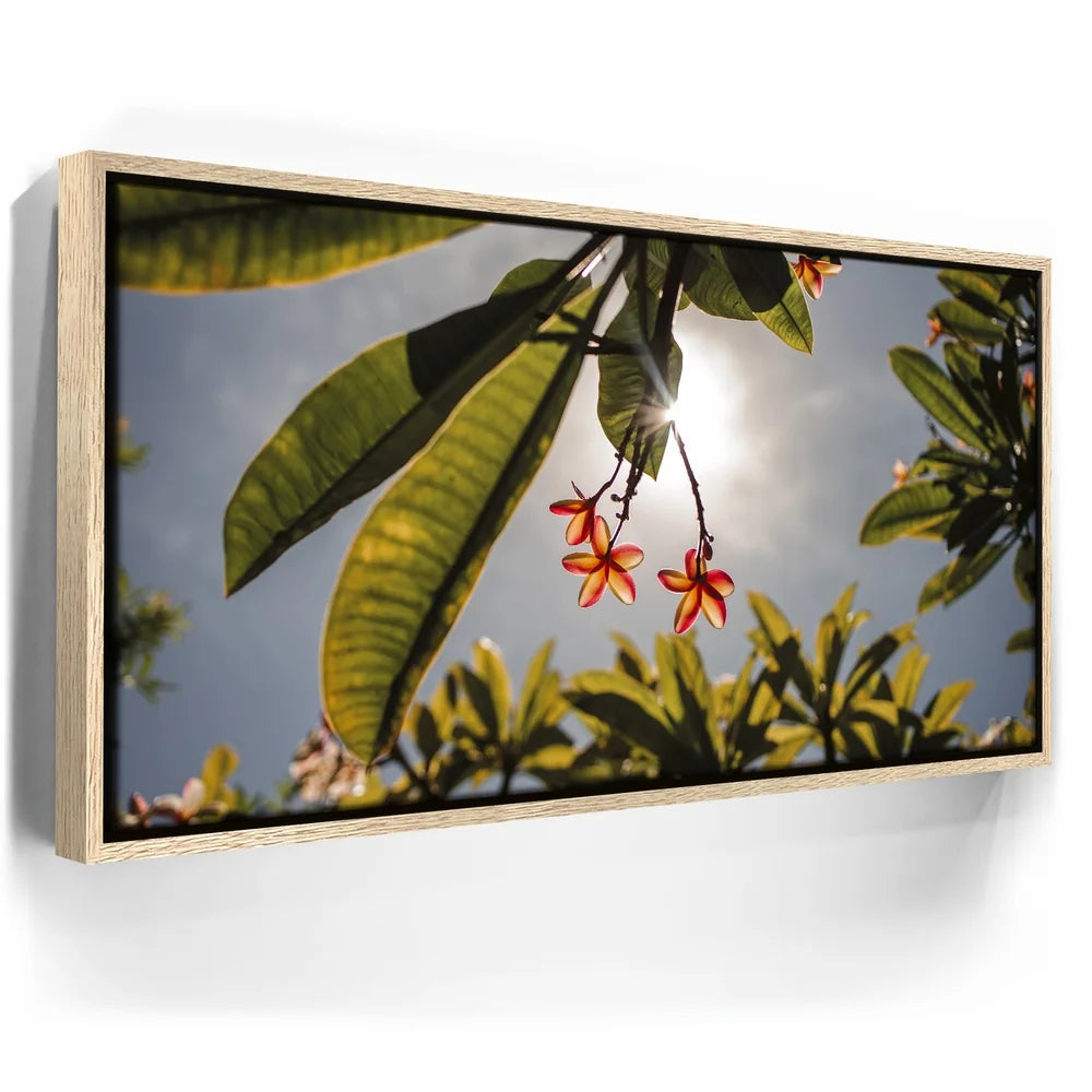 Featured image 9 for Plumeria In The Sky, Maui