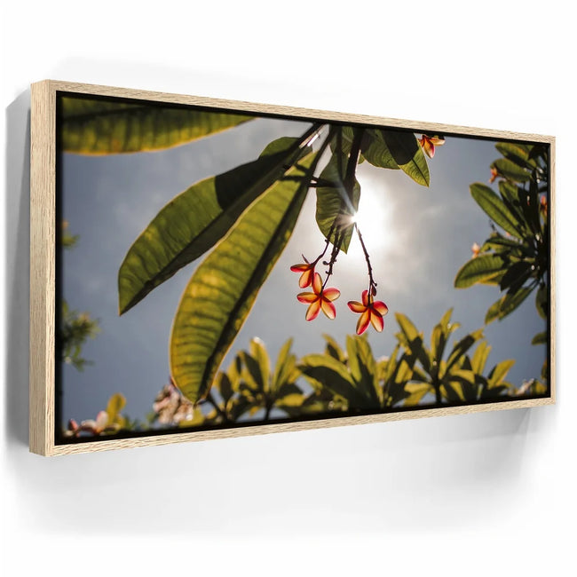 Featured image 9 for Plumeria In The Sky, Maui