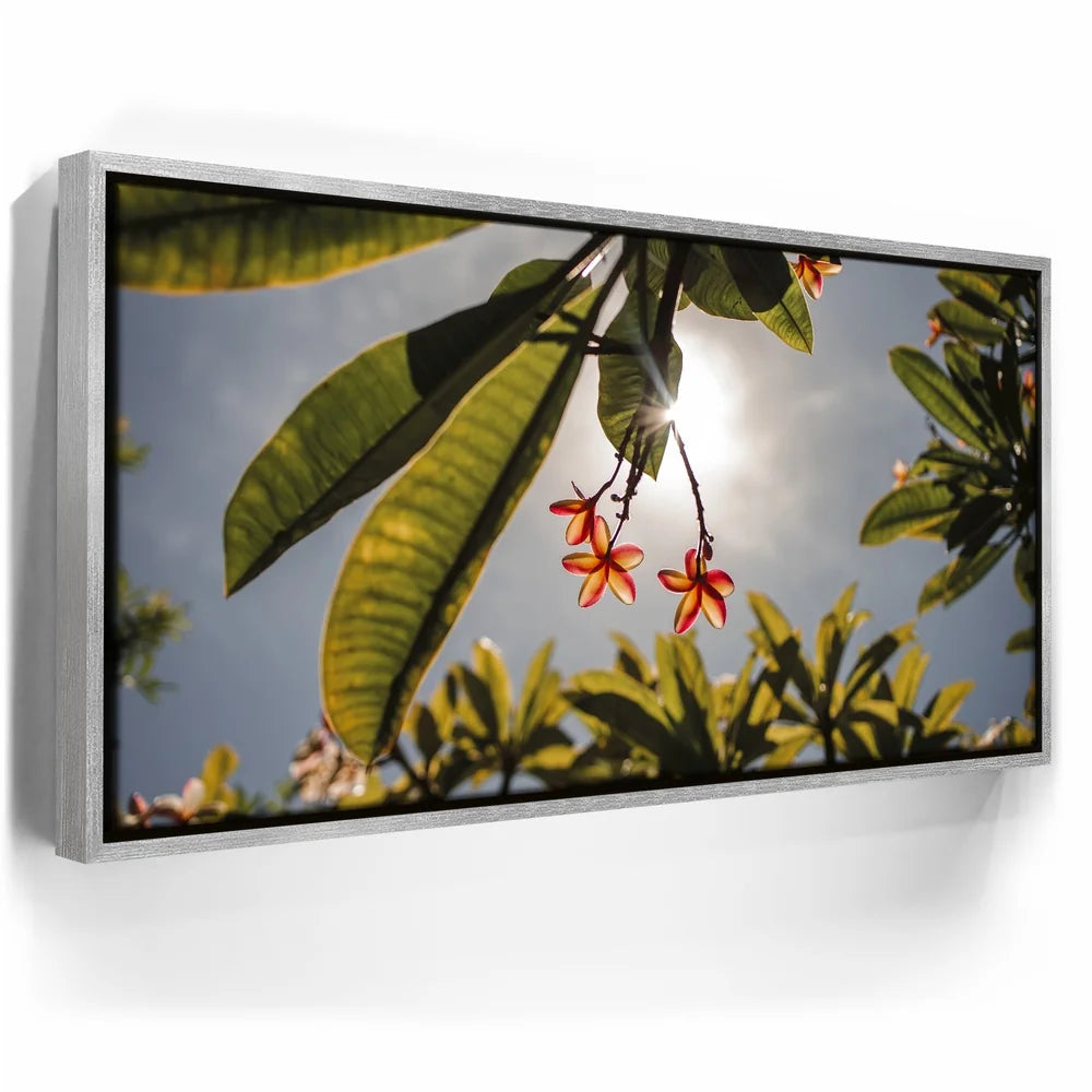 Featured image 8 for Plumeria In The Sky, Maui