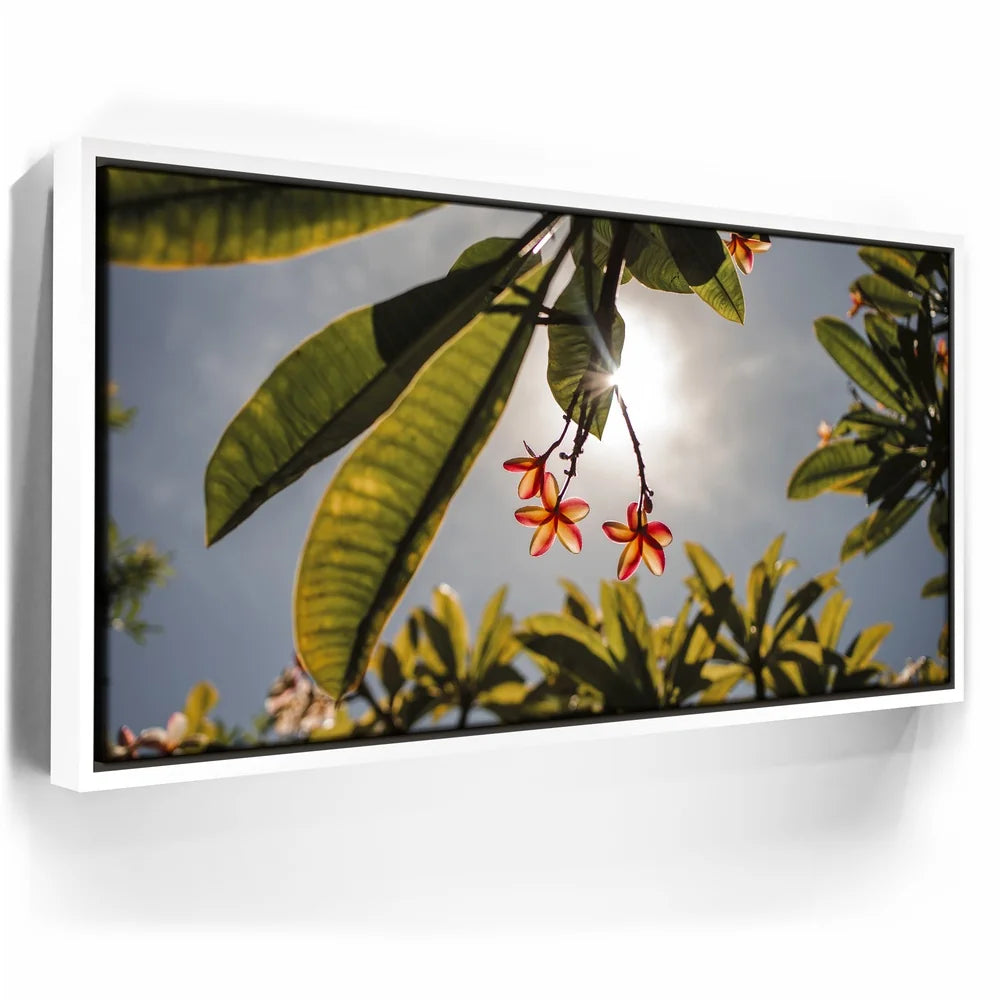Featured image 6 for Plumeria In The Sky, Maui