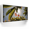 Featured image 6 for Plumeria In The Sky, Maui