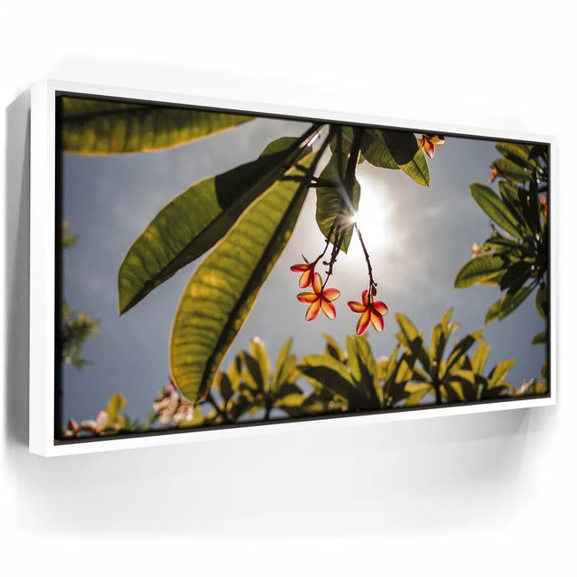 Featured image 6 for Plumeria In The Sky, Maui