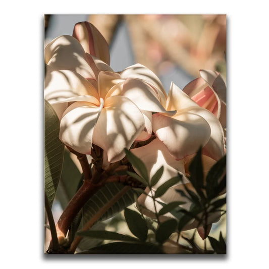 Plumeria In The Sun, Maui