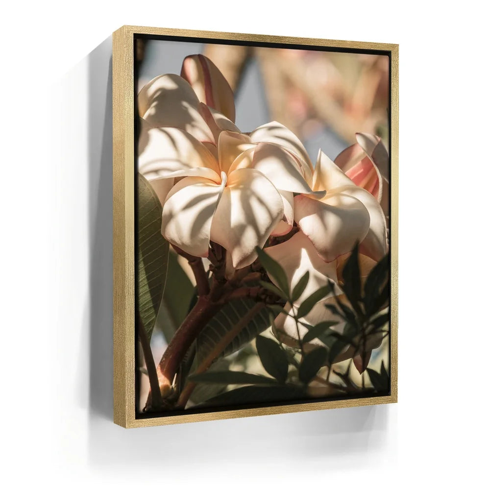 Featured image 7 for Plumeria In The Sun, Maui