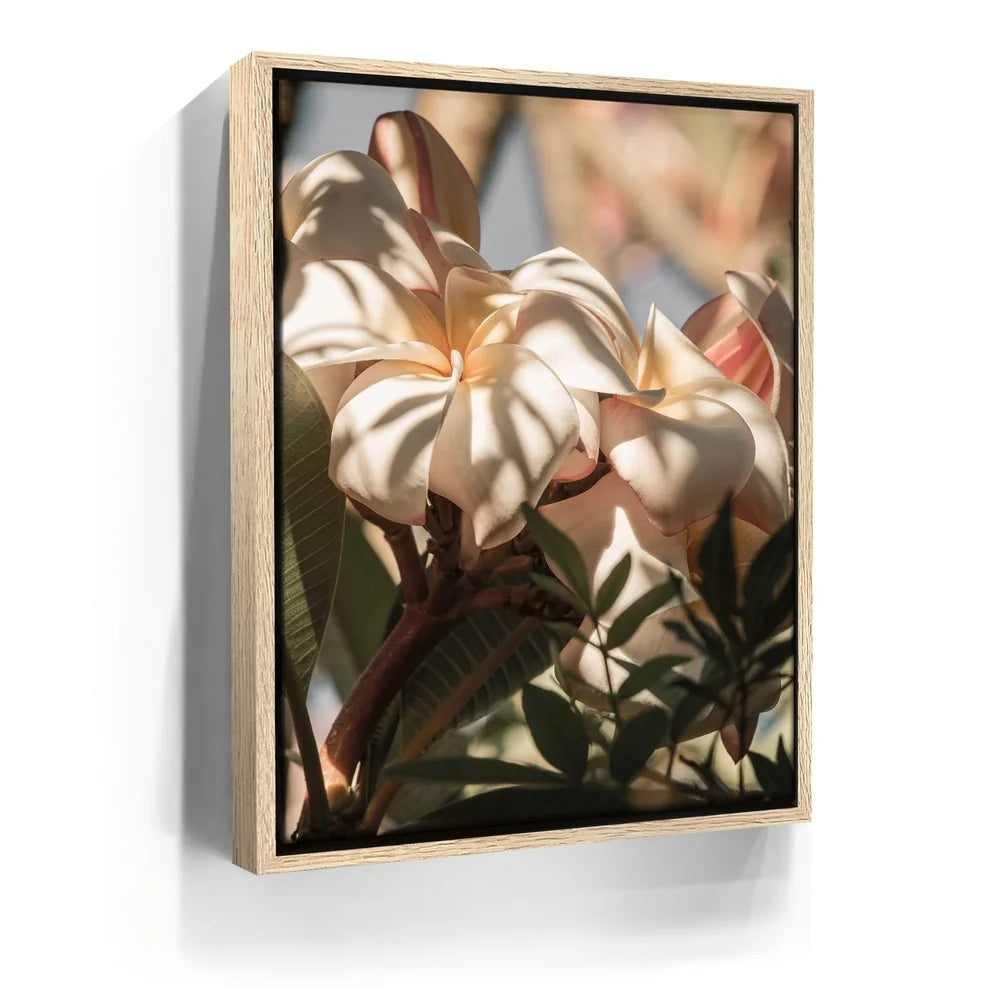 Featured image 9 for Plumeria In The Sun, Maui