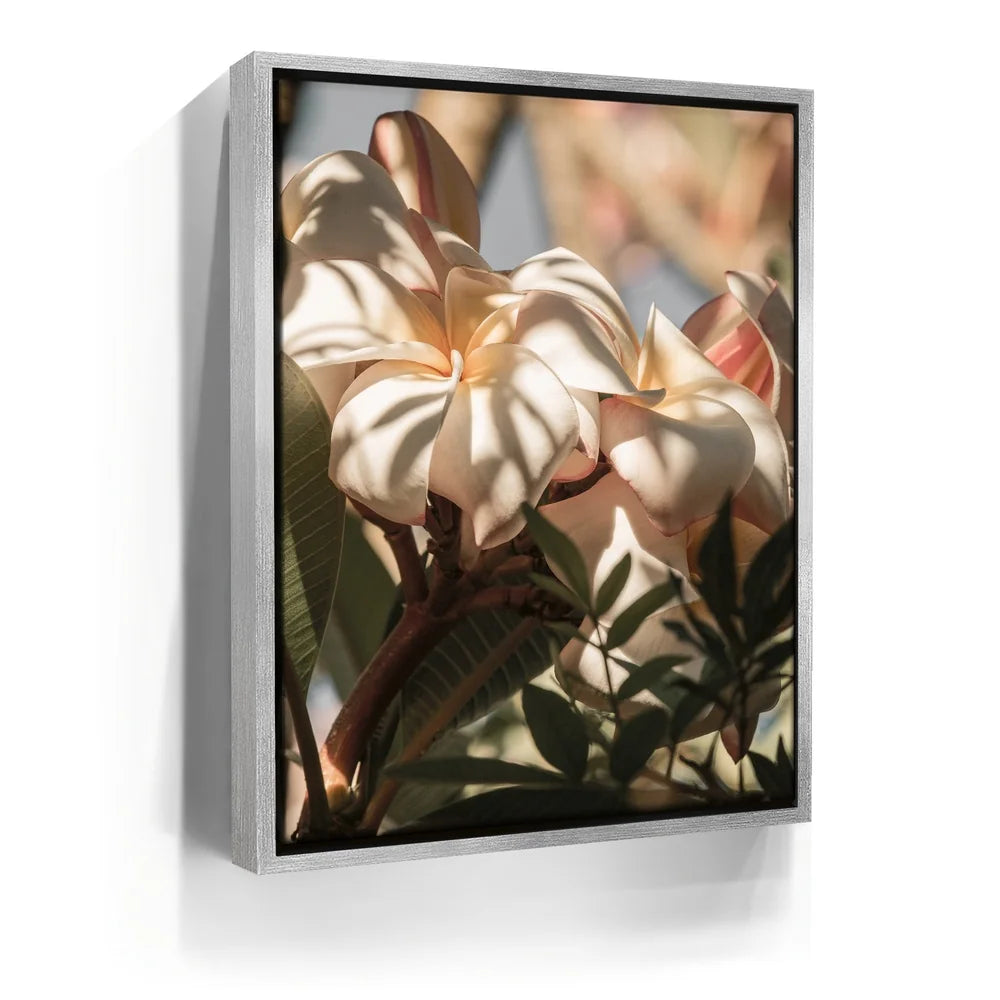 Featured image 8 for Plumeria In The Sun, Maui