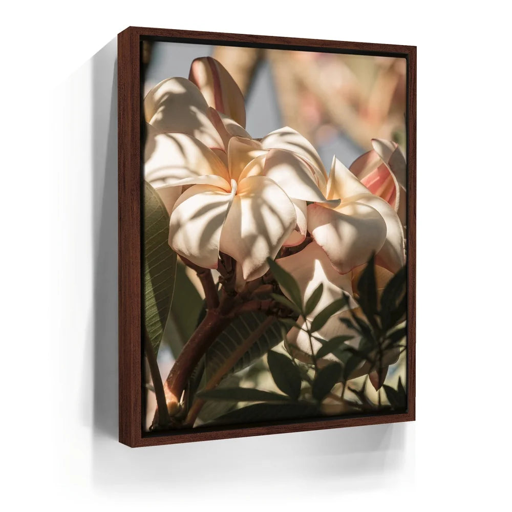 Featured image 10 for Plumeria In The Sun, Maui