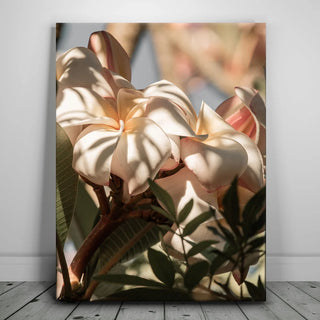 Plumeria In The Sun, Maui
