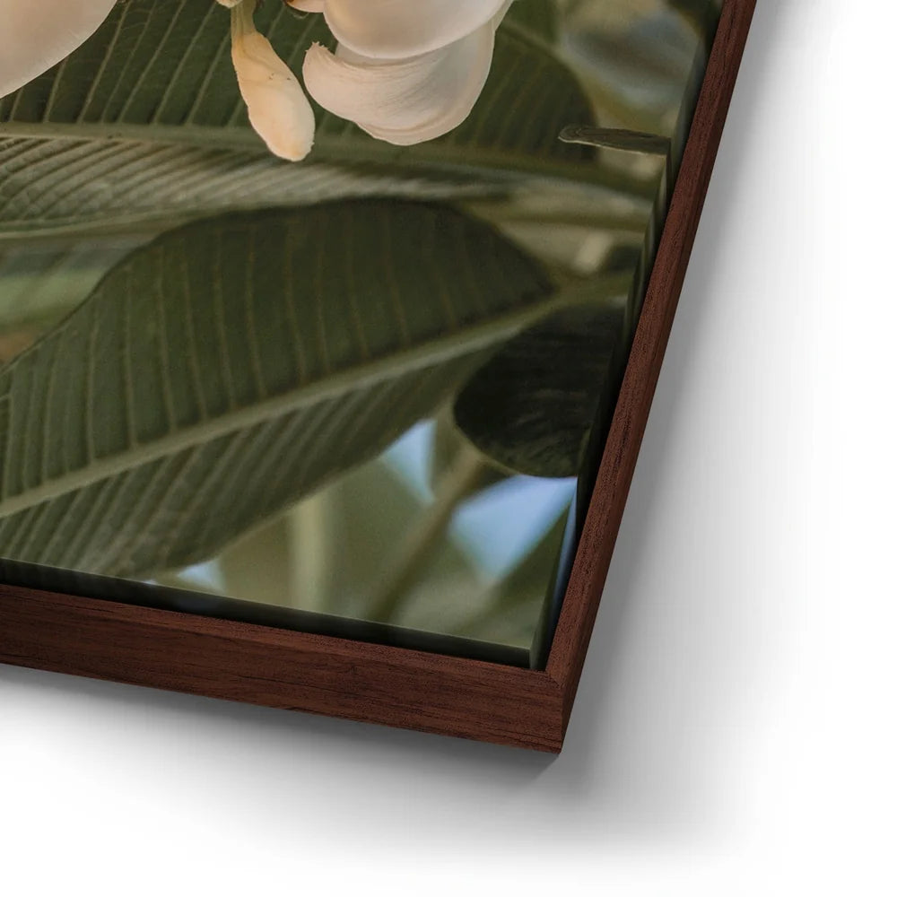 Featured image 14 for Pure Plumeria, Maui
