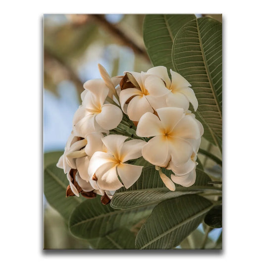 Pure Plumeria, Maui
