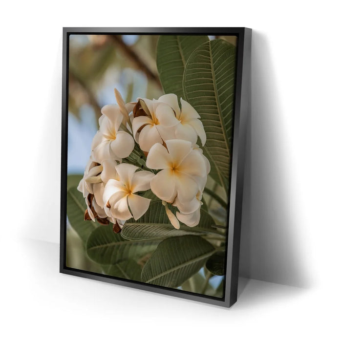 Featured image 2 for Pure Plumeria, Maui