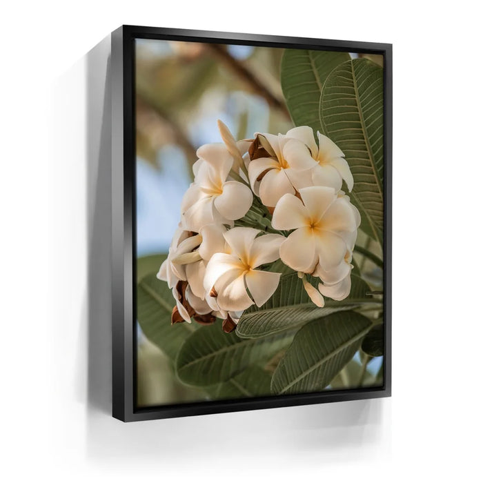 Featured image 5 for Pure Plumeria, Maui