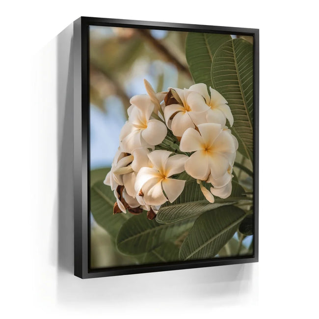 Featured image 5 for Pure Plumeria, Maui