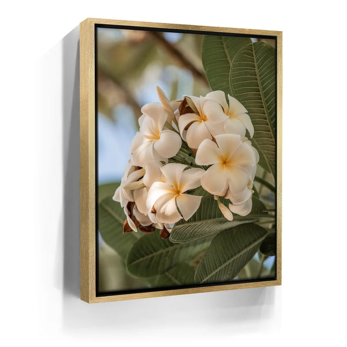 Featured image 7 for Pure Plumeria, Maui