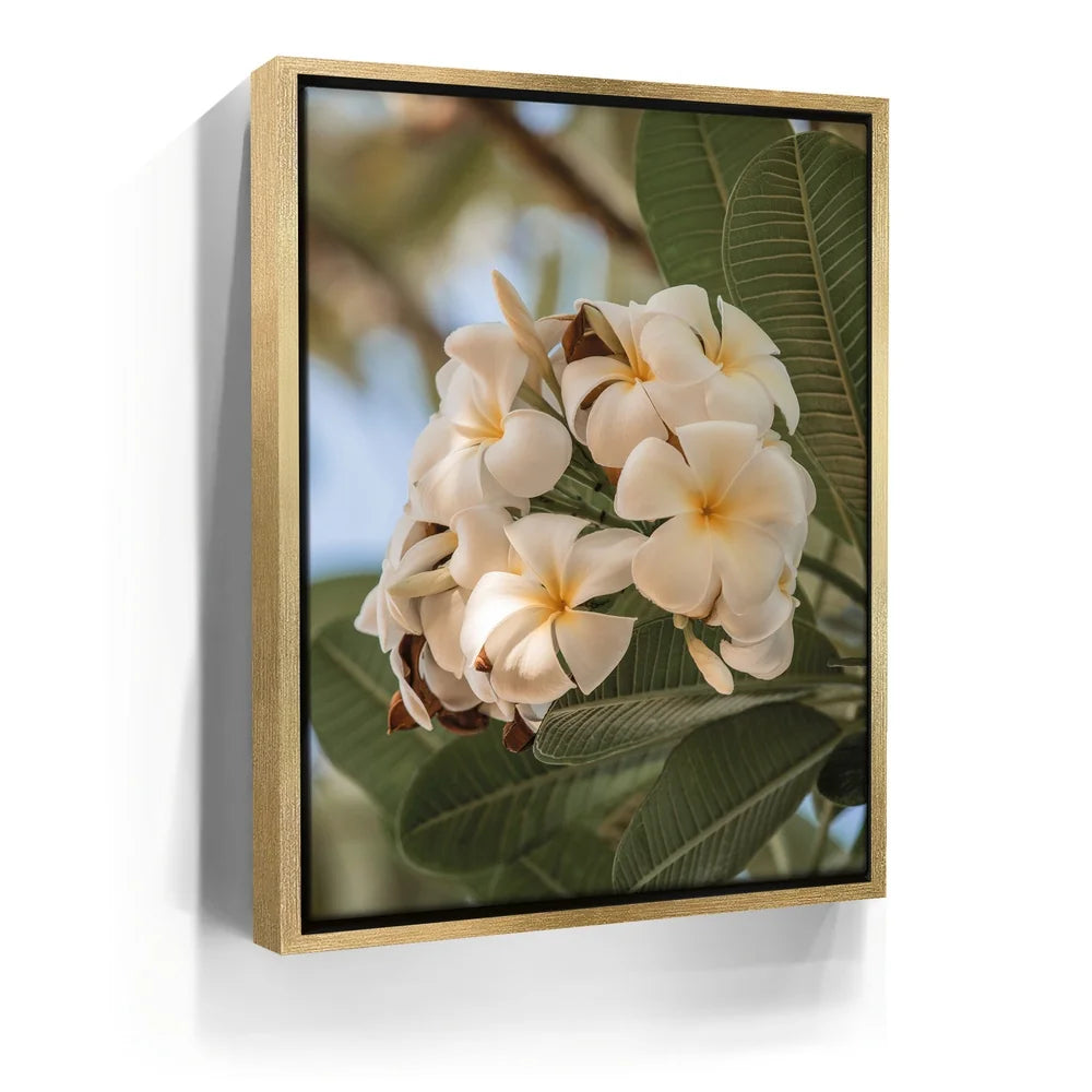 Featured image 7 for Pure Plumeria, Maui