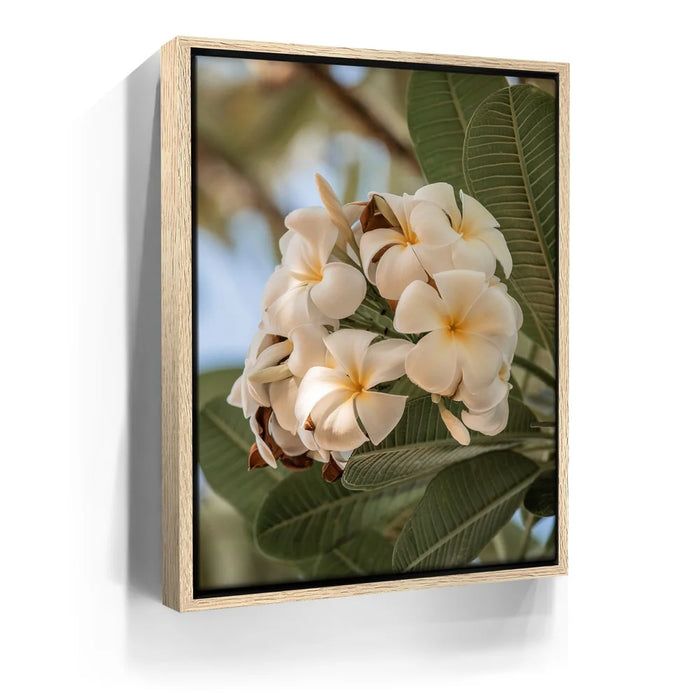 Featured image 9 for Pure Plumeria, Maui