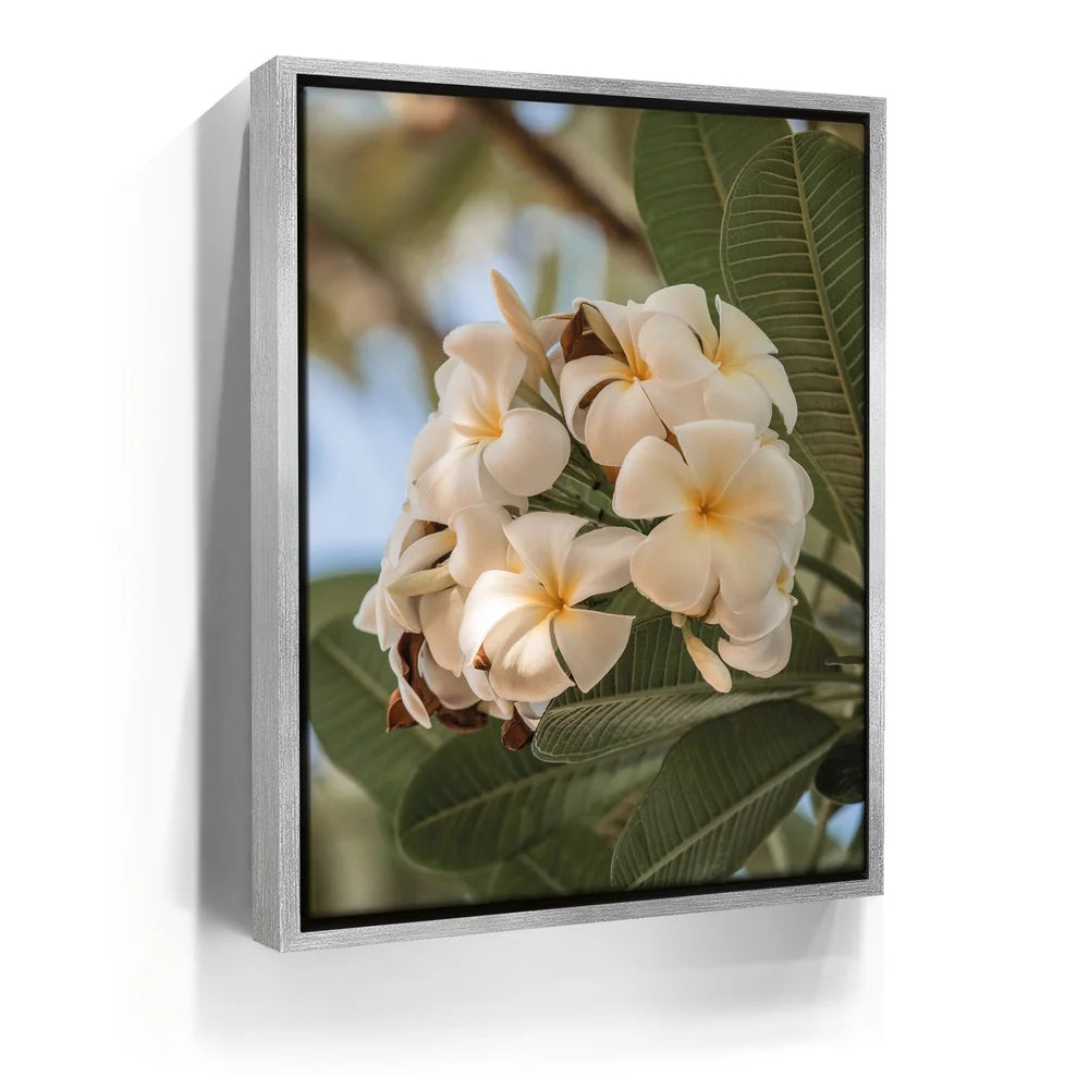 Featured image 8 for Pure Plumeria, Maui