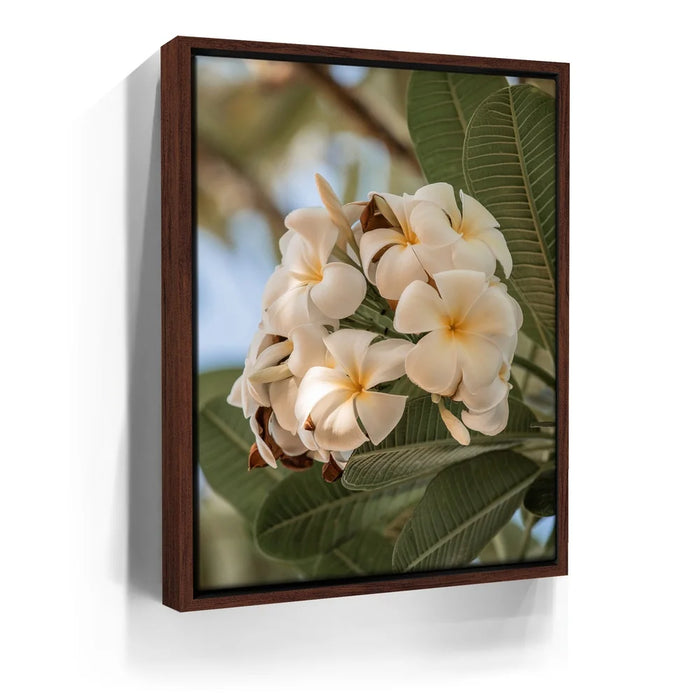 Featured image 10 for Pure Plumeria, Maui