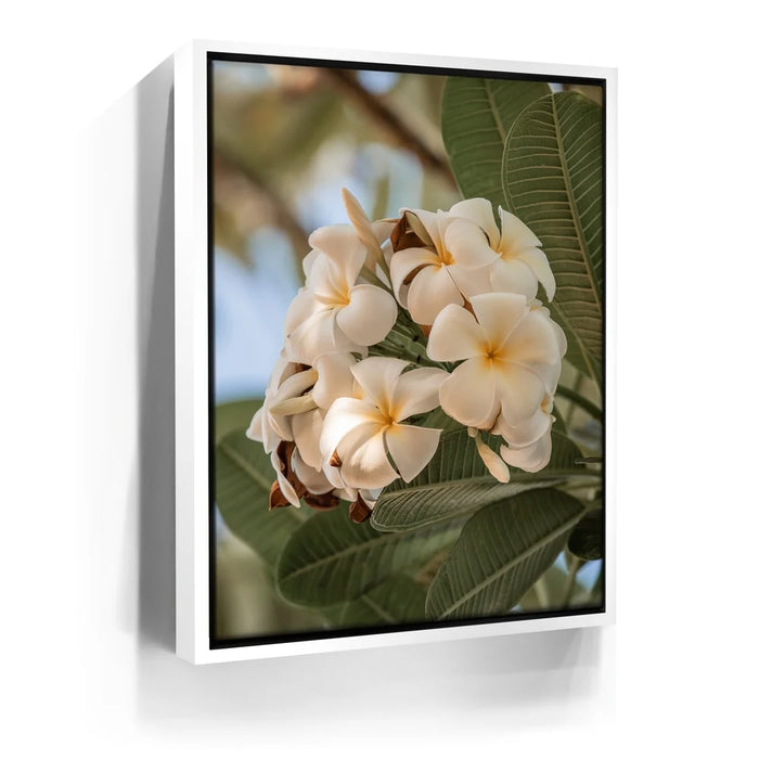 Featured image 6 for Pure Plumeria, Maui