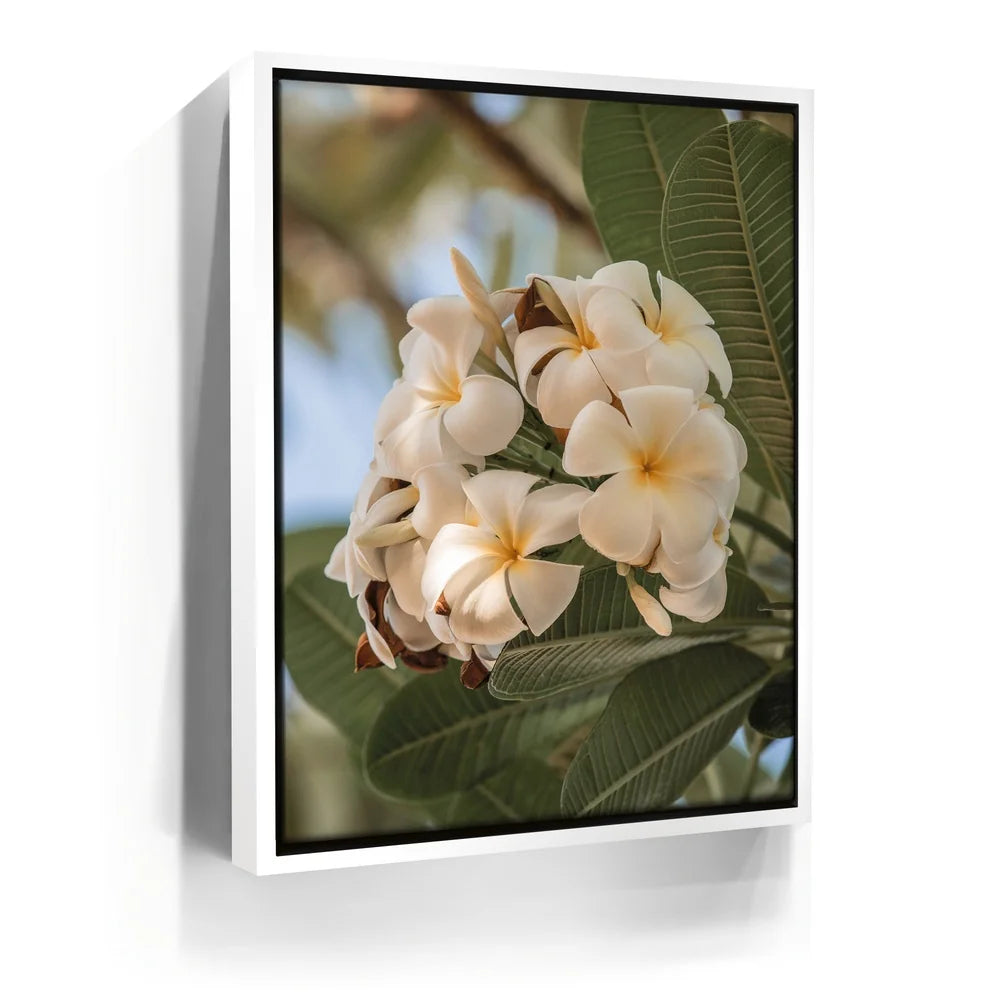 Featured image 6 for Pure Plumeria, Maui