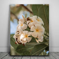 Featured image 1 for Pure Plumeria, Maui